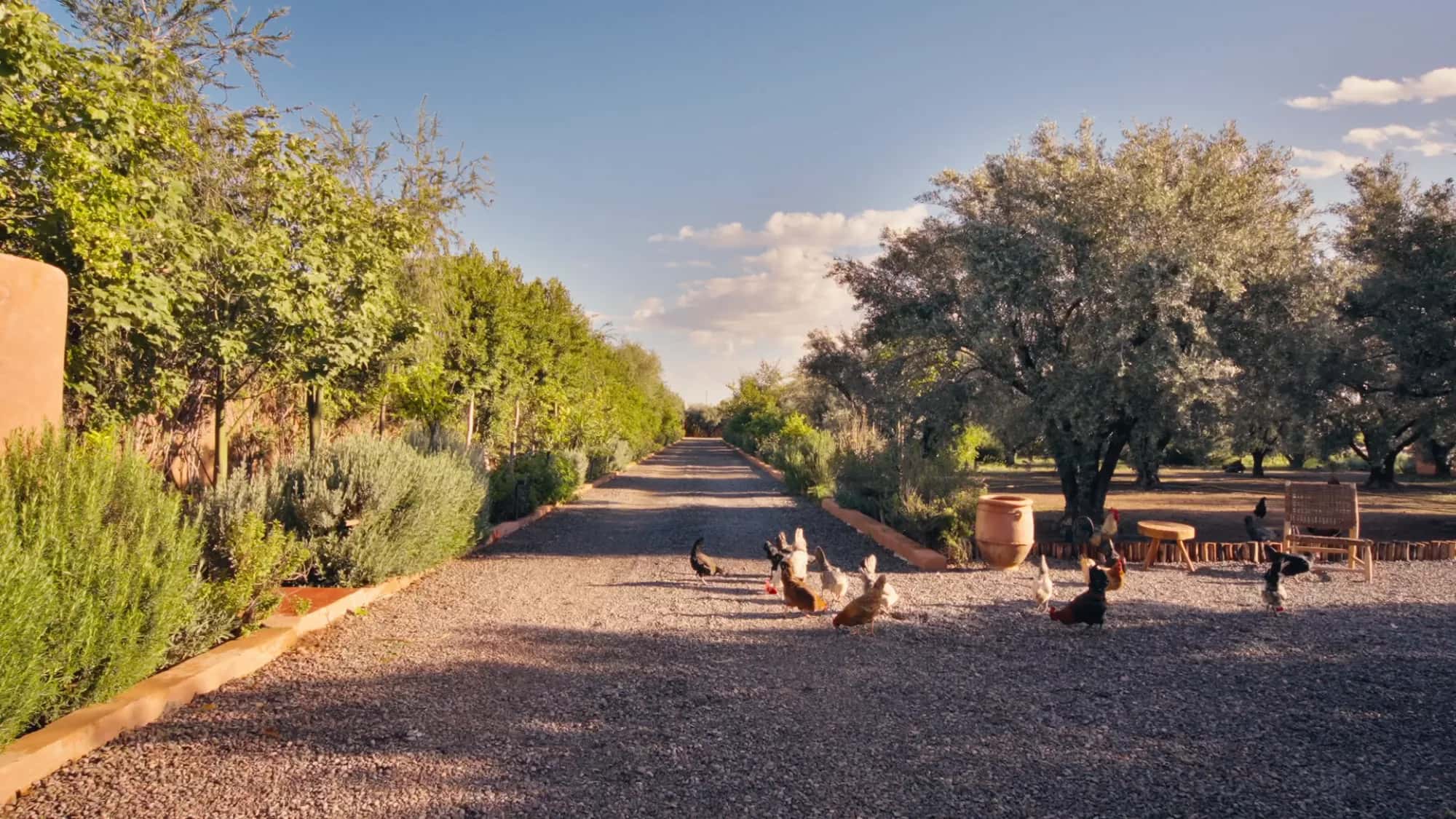 Gravel driveway at the Villa Yemna estate in Marrakech with free-roaming chickens, olive trees, a bench and a decorative amphora.
