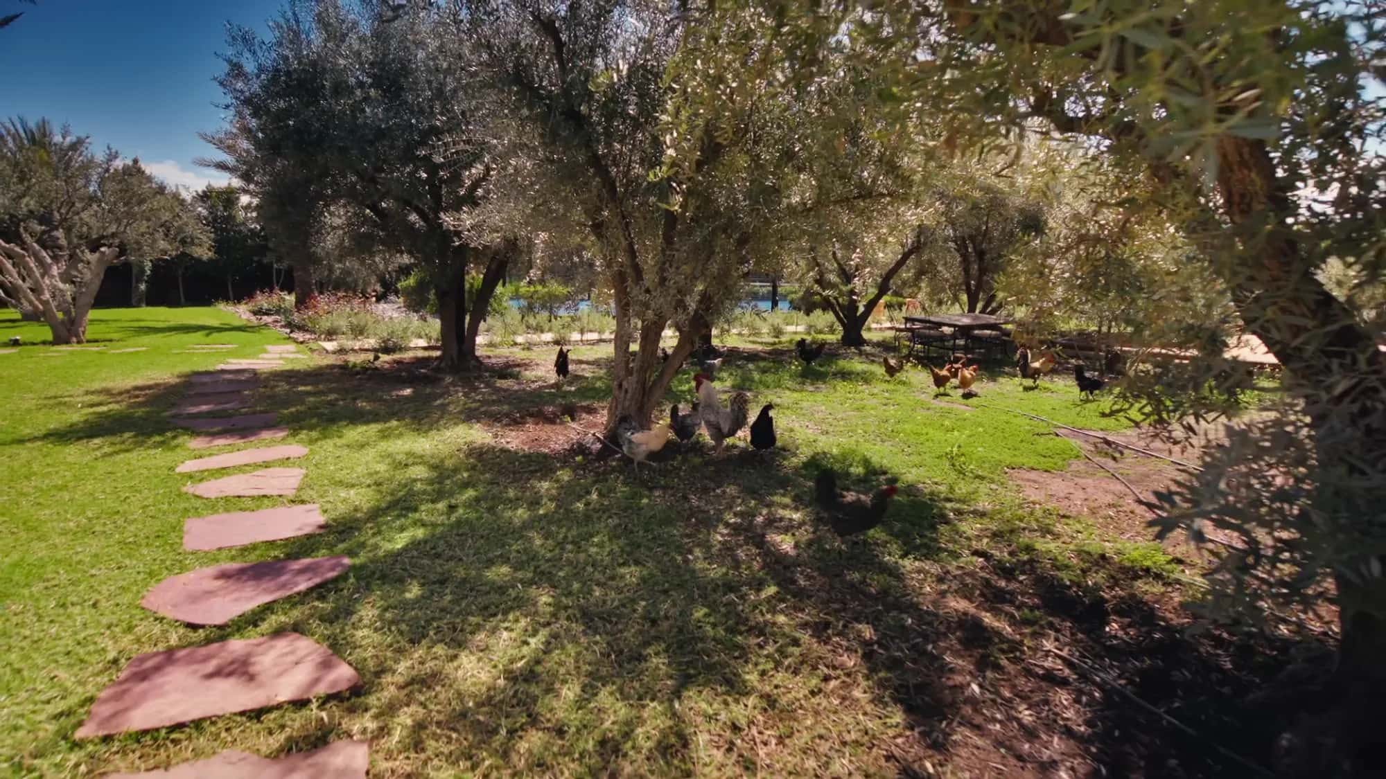 Villa Yemna olive grove in Marrakech with free-roaming chickens, Japanese-style stepping stone path and feeders.