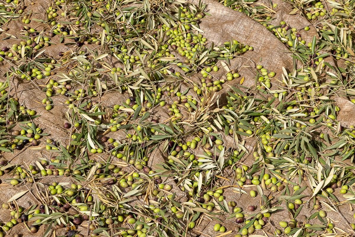 Villa Yemna estate produce from the garden and olive grove
