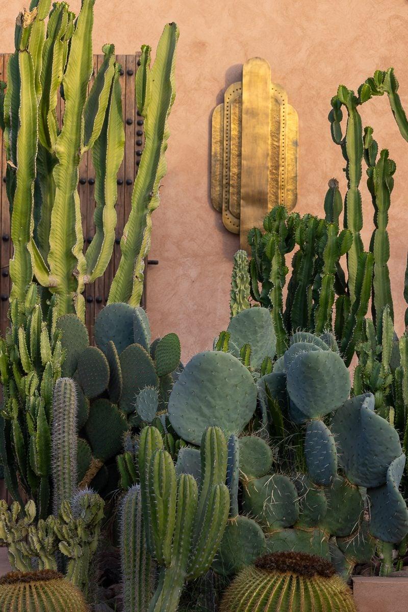 Cactus in the Villa Yemna garden background