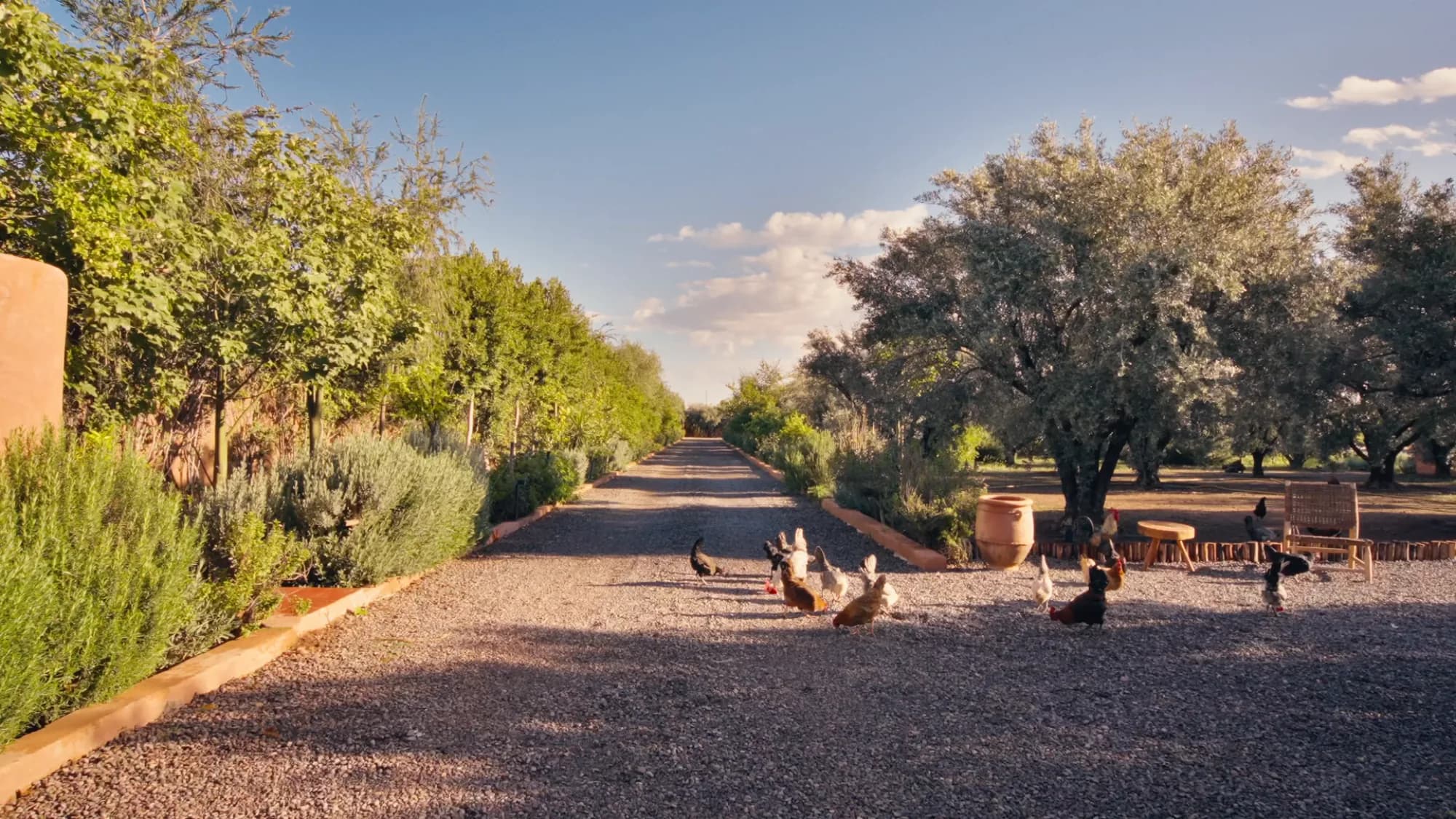 Allée gravier du domaine de Villa Yemna à Marrakech avec poules en liberté, oliviers, banc et amphore décorative.