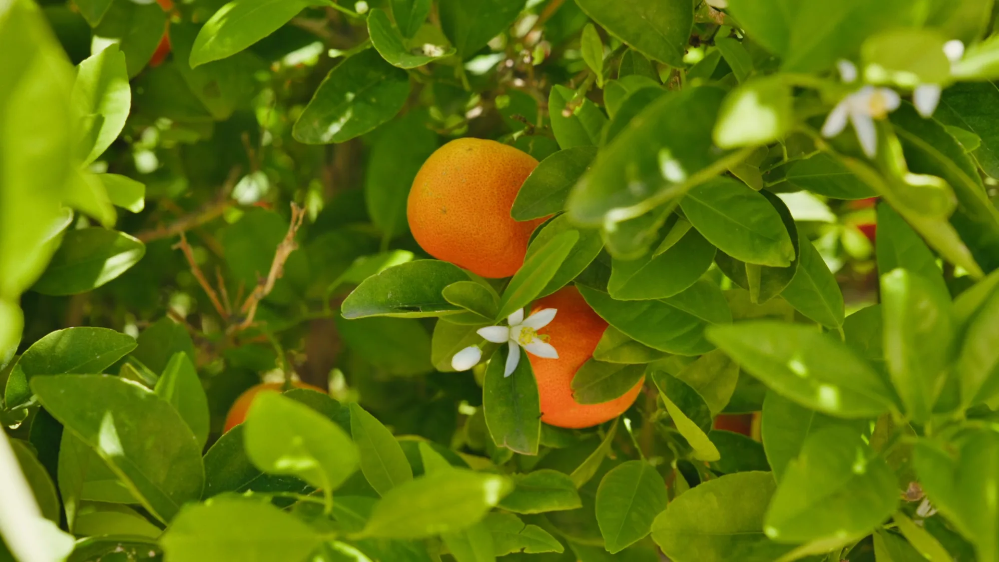 Détail d’un oranger du domaine de Villa Yemna à Marrakech avec oranges mûres et fleur d’oranger blanche parfumée.